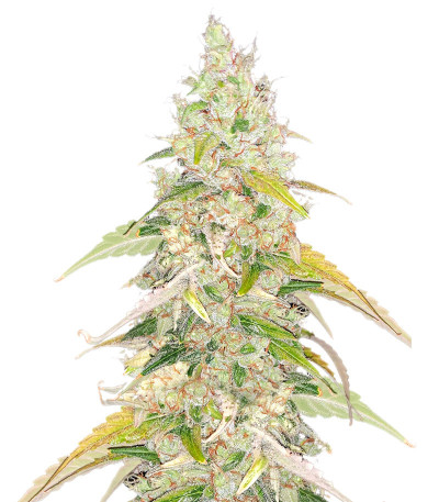 Сорт Original Jack Herer Auto fem (FastBuds)