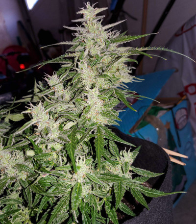 Сорт Auto Night Queen fem (Dutch Passion)