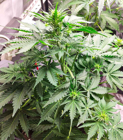 Сорт Auto Zkittlez fem (Advanced Seeds)