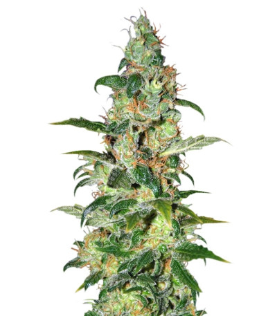 Сорт Chronic Haze fem (World of Seeds)