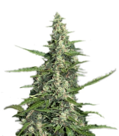 Сорт Pandora auto fem (Paradise Seeds)