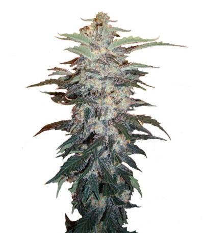 Сорт White Widow fem (Nirvana Seeds)