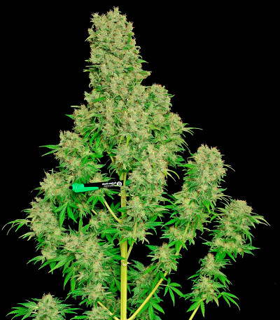 Сорт White Russian fem (Serious Seeds)