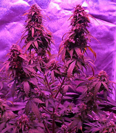 Сорт Auto Northern Lights fem (00 Seeds)