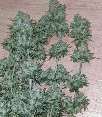 Сорт Fast Flowering Green Crack fem