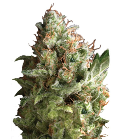 Сорт Pipi fem (Pyramid Seeds)