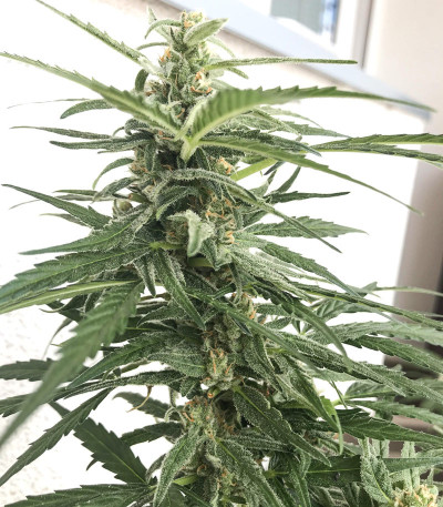 Сорт Auto Brooklyn Sunrise fem (Dutch Passion)