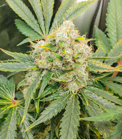 Сорт Glue Sherbert fem (AlphaFem Seeds)