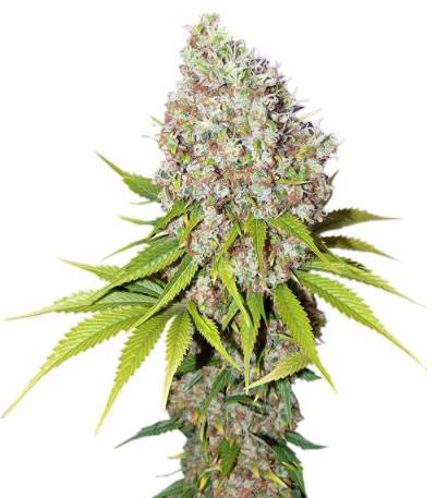 Сорт Ice fem (Nirvana Seeds)