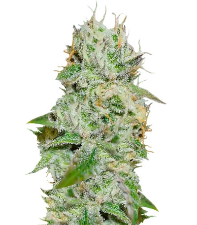 Сорт Original Juan Herer fem (Delicious Seeds)