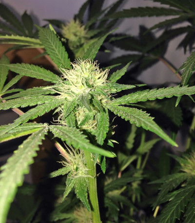 Сорт Red Leicester Tease fem (Dr. Krippling Seeds)