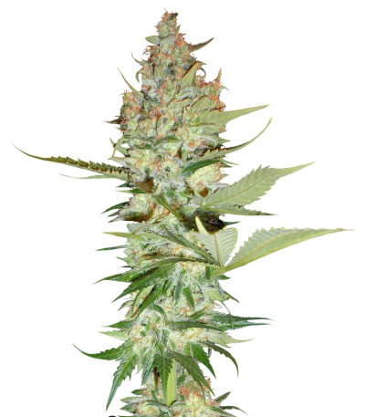 Сорт Wonder Woman reg (Nirvana Seeds)