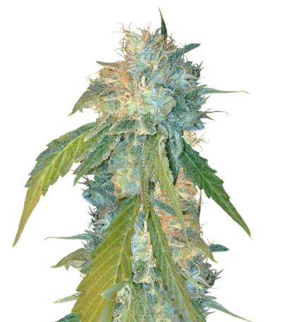 Сорт Yumbolt 47 fem (World of Seeds)