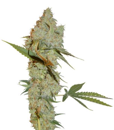 Сорт Chocolope reg (DNA Genetics)