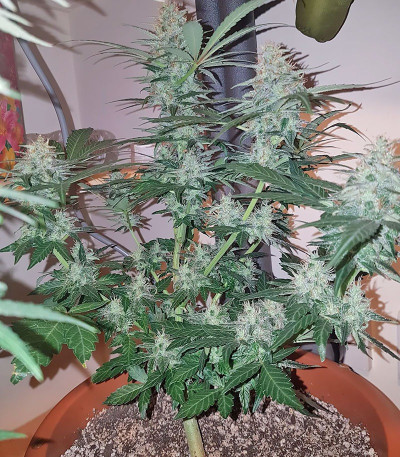 Сорт Peyote Cookies fem (Barney's Farm)