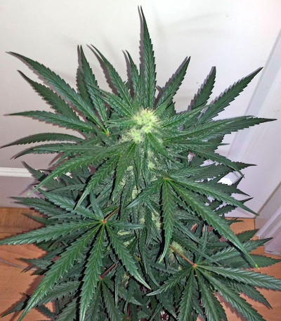 Семена марихуаны Blue Kush Autoflowering 