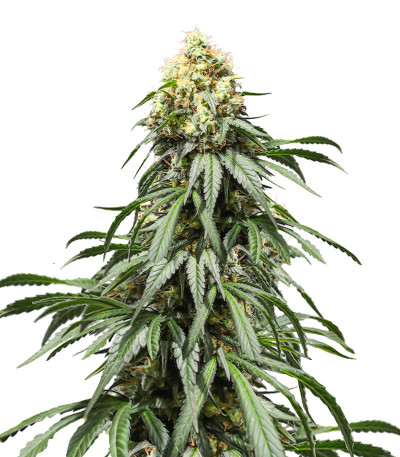 Сорт Bruce Lemon Diesel fem (Dutch Passion)