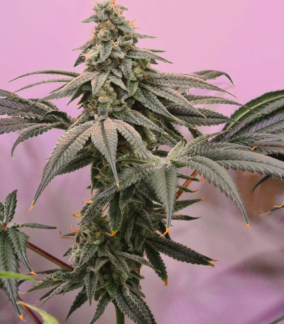 Сорт Delicious Cookies fem (Delicious Seeds)