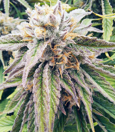 Сорт Forbidden Gorilla Blue fem (Advanced Seeds)