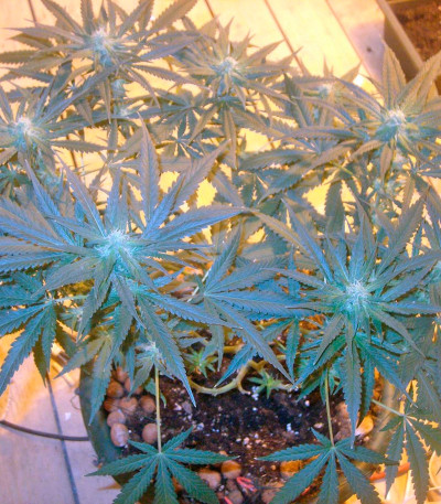 Сорт Nefertiti fem (Pyramid Seeds)