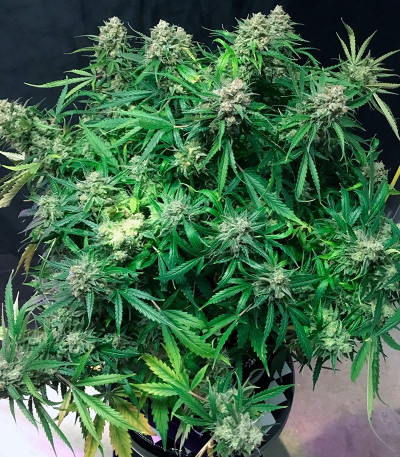 Сорт Auto Cinderella Jack fem (Dutch Passion)