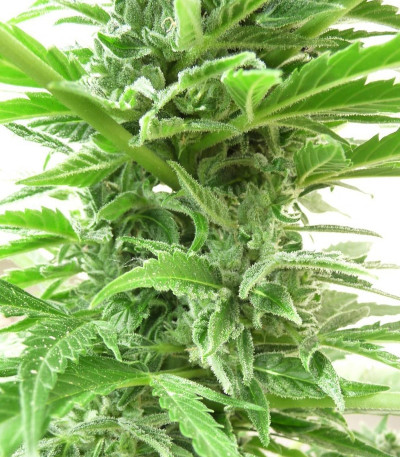 Сорт Auto Haze Female Seeds fem (Female Seeds)