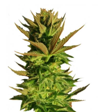 Сорт B. Lee Auto (Kickass Auto) fem