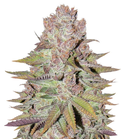 Сорт Blueberry Cheesecake fem (Female Seeds)