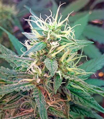 Сорт Critical Cheese fem (Dinafem Seeds)