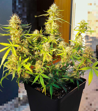 Сорт Gorilla Cookies Fast fem (High Speed ​​Buds)