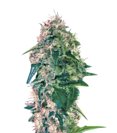 Сорт Torpedo fem (VIP seeds)