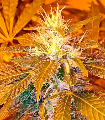 Сорт Aurora Indica fem (Nirvana Seeds)