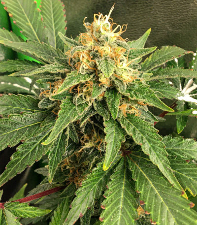 Сорт Tutankhamon fem (Pyramid Seeds)