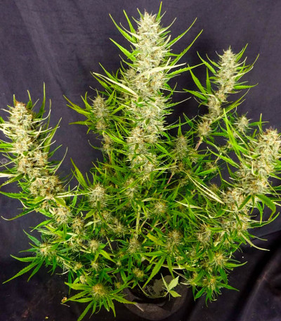 Сорт Black Orchid fem (Original Sensible Seeds)