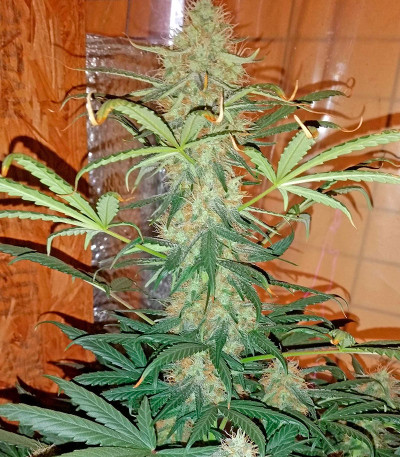 Сорт Moby Dick XXL Autoflowering fem