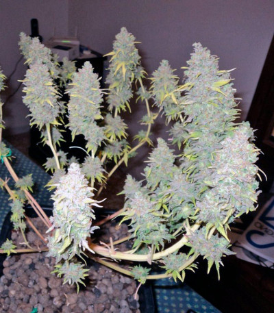 Сорт Big Foot fem (Sweet Seeds)