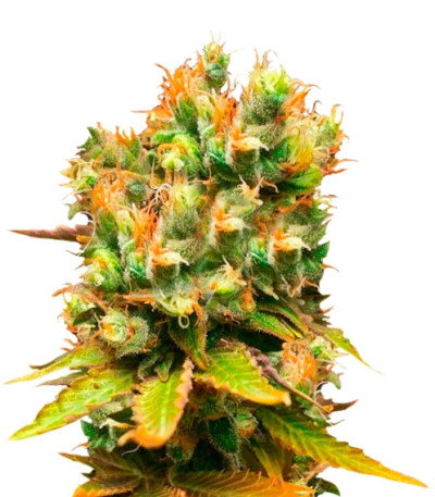 Сорт Honeybells CBD fem (Delicious Seeds)