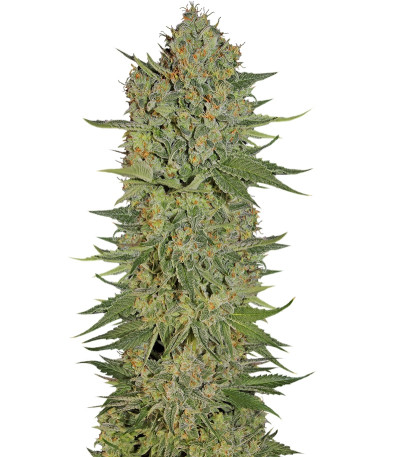 Сорт Serious Kush fem (Serious Seeds)