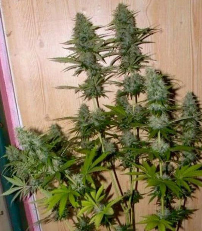 Сорт Amnesia Ganja Haze fem (Sumo Seeds)