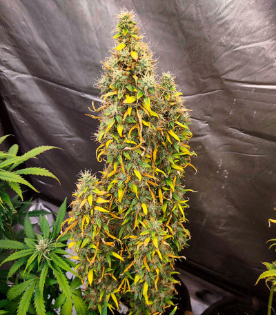 Сорт Black Orchid fem (Original Sensible Seeds)