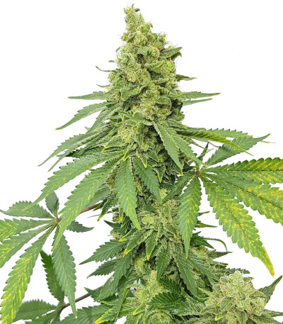 Сорт Blueberry Hill fem (Herbies Seeds)