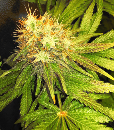 Сорт Bruce Banner #3 fem (Anesia Seeds)