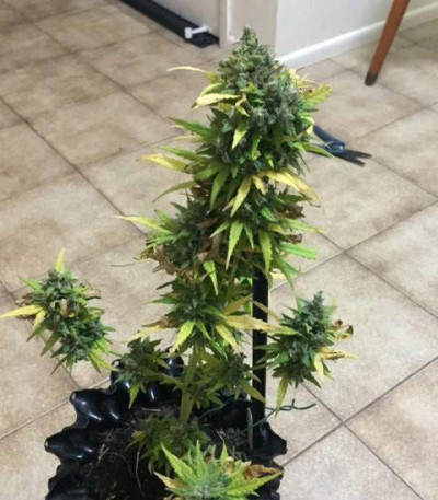 Сорт Critical Impact fem (Vision Seeds)