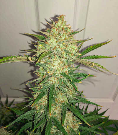 Сорт NYC Diesel Auto fem (Barney's Farm)