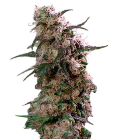 Сорт Super Haze reg (Dutch Passion)