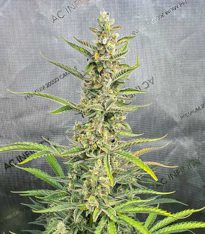 Сорт Gorilla Punch Auto fem (FastBuds)