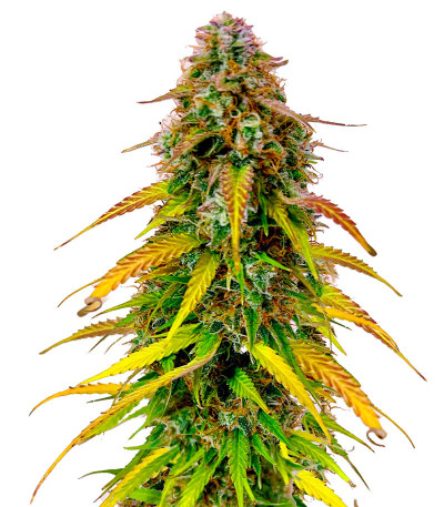 Сорт Auto Bruce Banner XXL fem (Advanced Seeds)