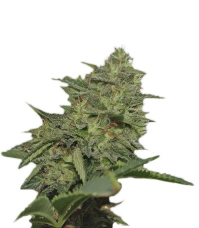 Сорт Original Cheese (IBL) fem