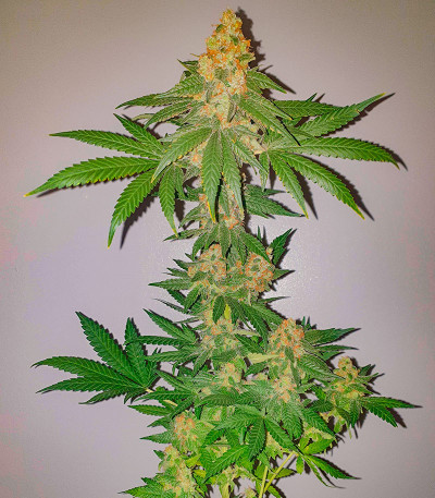 Сорт Critical XXL fem (Herbies Seeds)