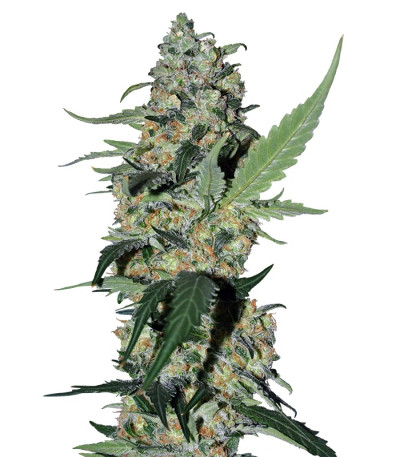 Сорт Green Poison fem (Sweet Seeds)